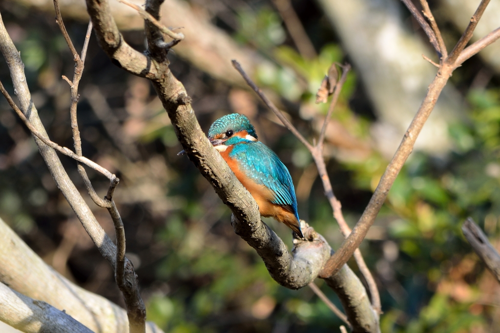 やっと出会えた