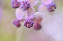 あけび４