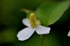 ドクダミの花