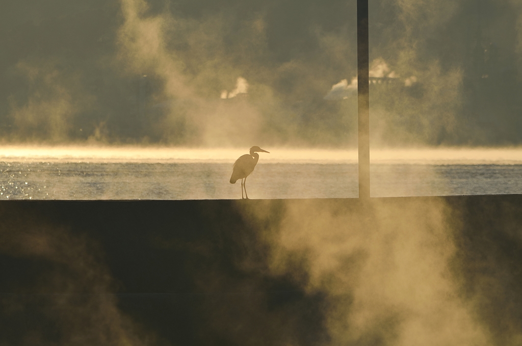 霧中のアオサギ