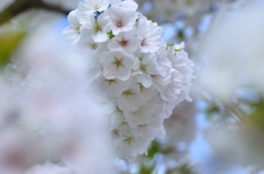 桜５