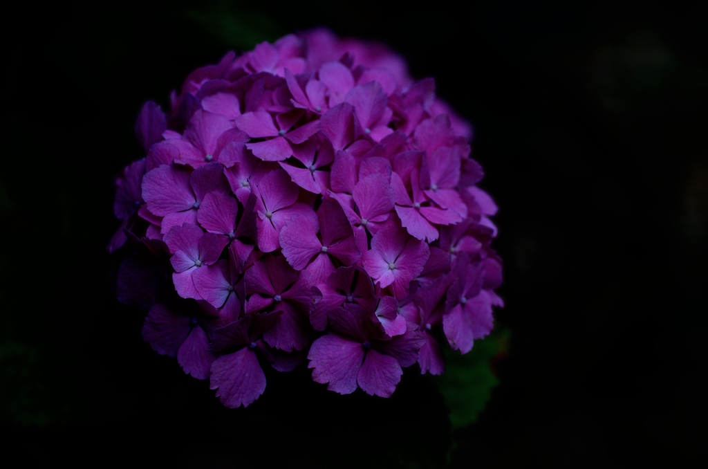 夜の紫陽花Ⅰ