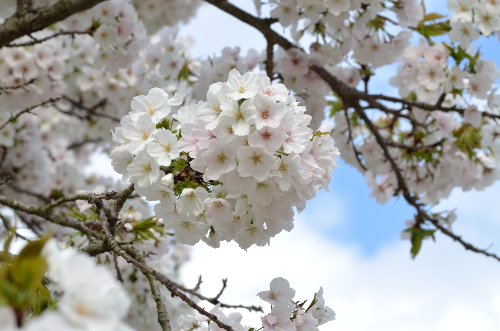 桜6