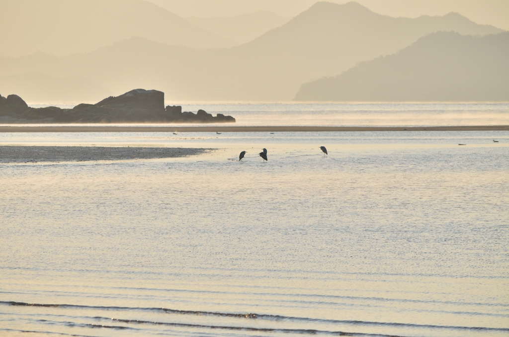 ハチ干潟とアオサギ