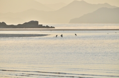 ハチ干潟とアオサギ