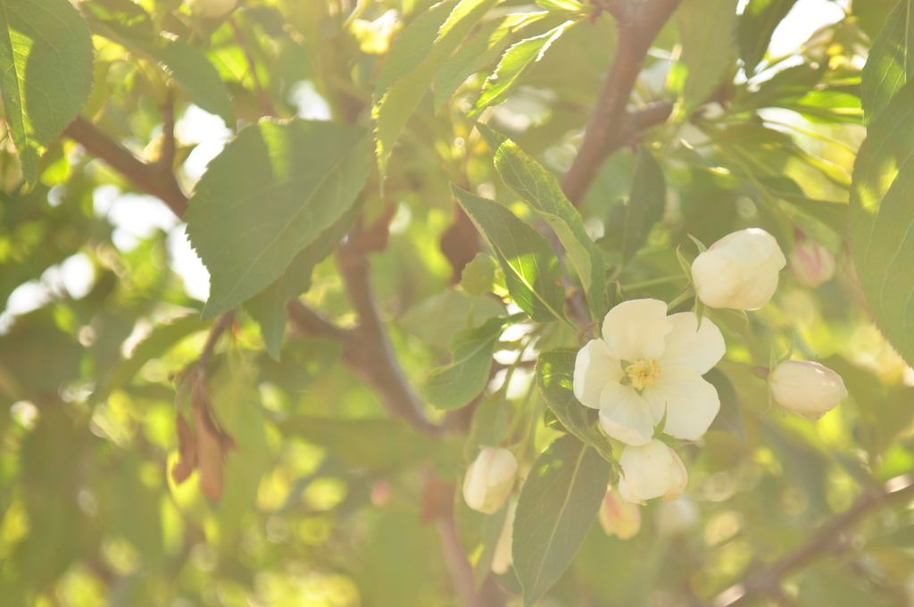 FLOWER.