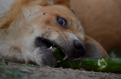 捕食者