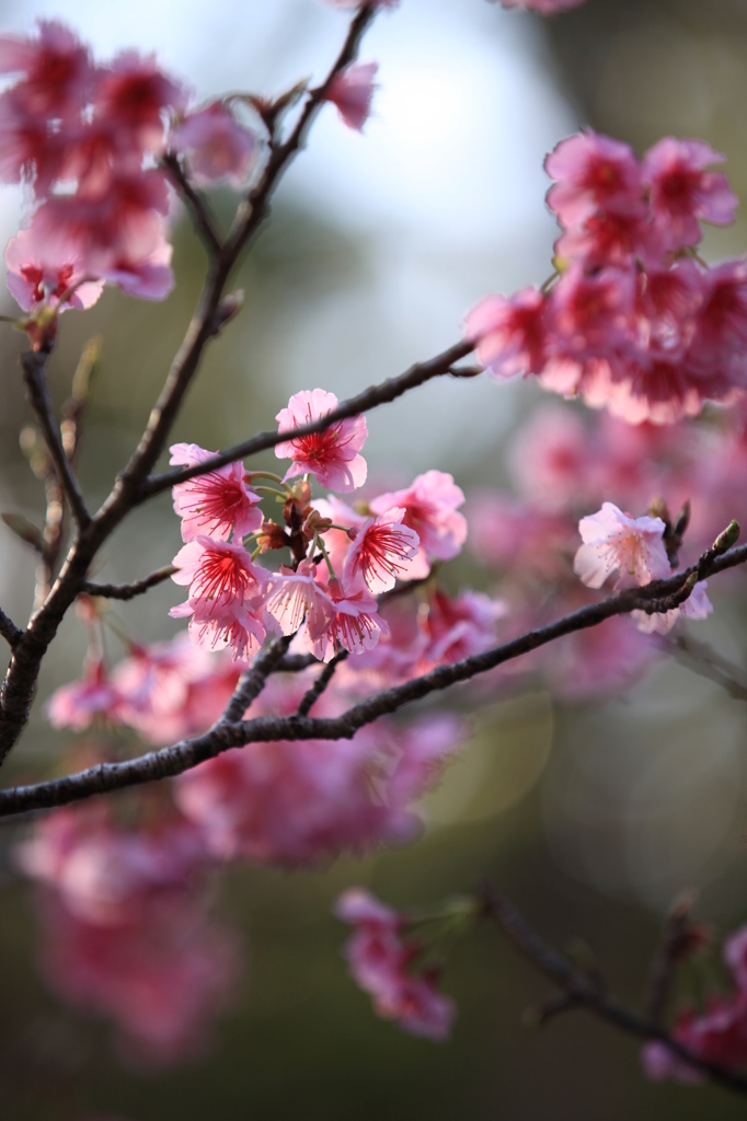 沖縄の桜2