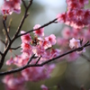 沖縄の桜2