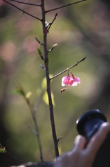 沖縄の桜＋蜂