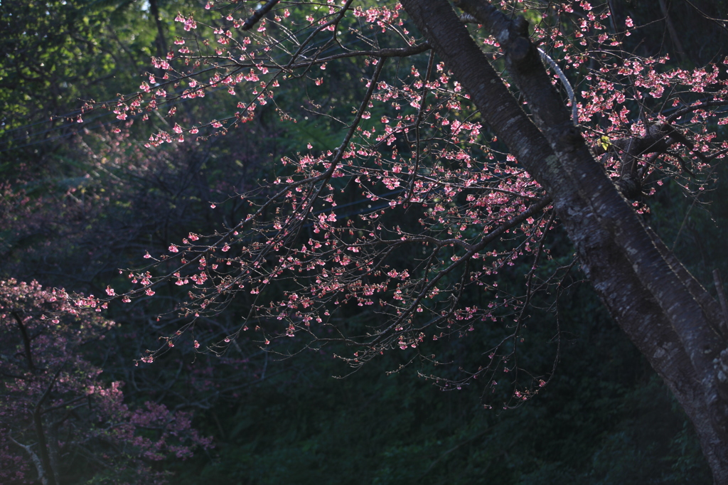 沖縄の桜1