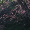 沖縄の桜1