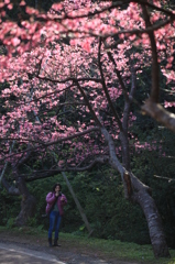 Michi　桜