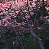 Michi　桜