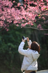 Akino　桜