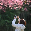 Akino　桜