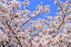 十志川 桜 3