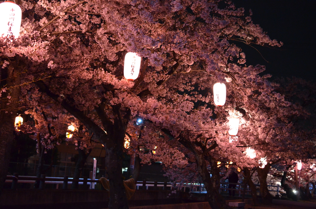夜桜 4