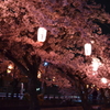 夜桜 4