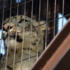 ユキヒョウ