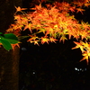 紅葉10