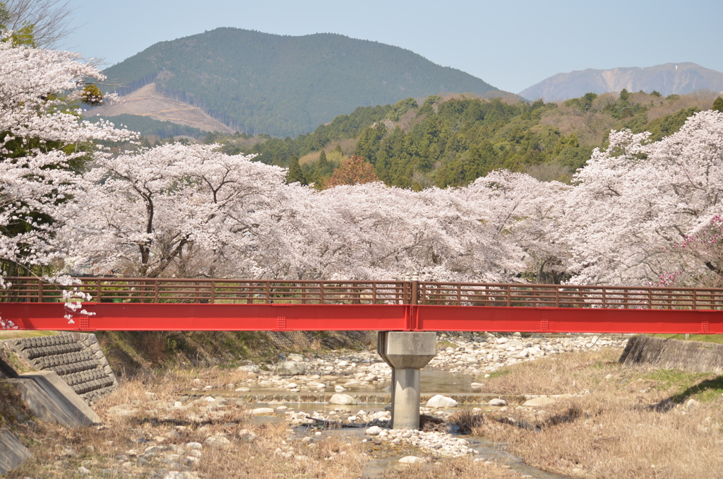 田光 桜3