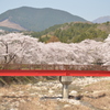 田光 桜3