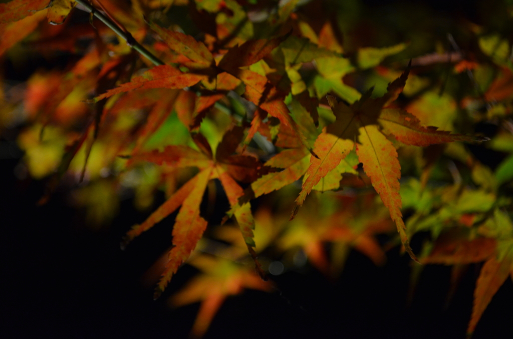 紅葉11
