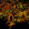 紅葉11