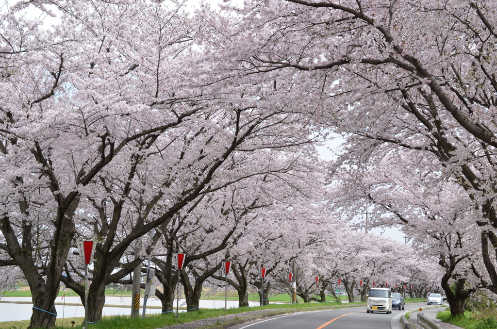 桜 2017 4