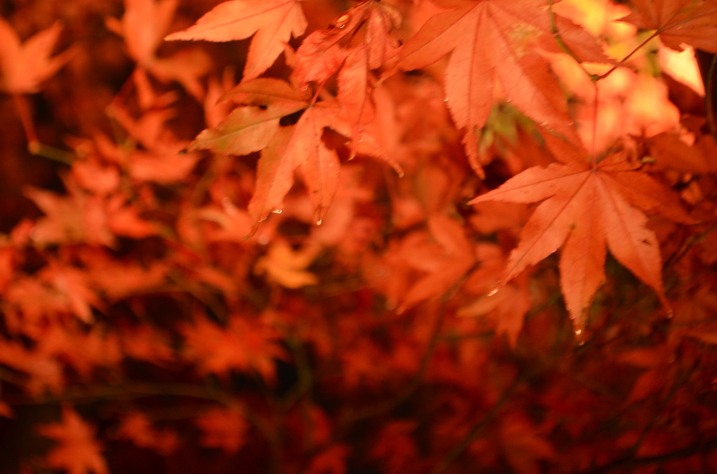 紅葉ブレ