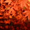 紅葉ブレ