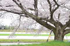 桜 2017  2