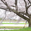 桜 2017  2
