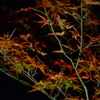 紅葉 (2)