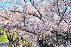 十志川 桜  1