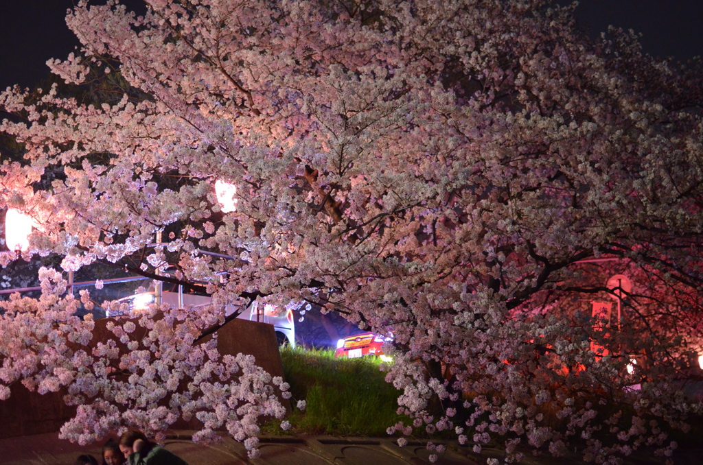 海蔵川 桜