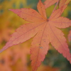 紅葉3