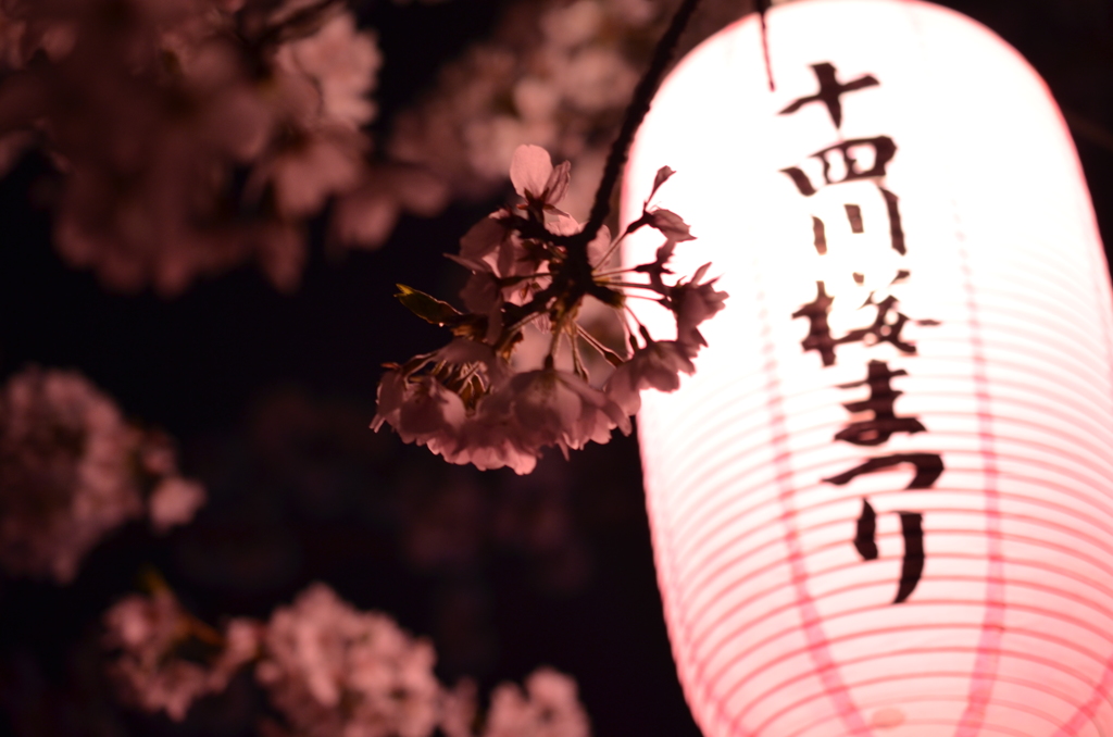 夜桜  1