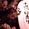 夜桜  1
