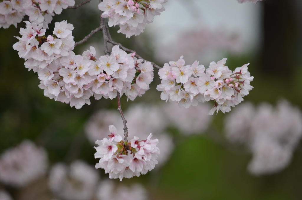 桜 2017