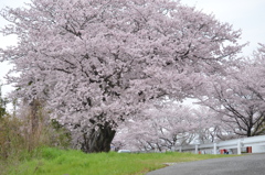 桜 2017 3