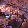 夜桜 2