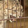 ユキヒョウ