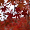 紅葉7