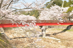 田光 桜