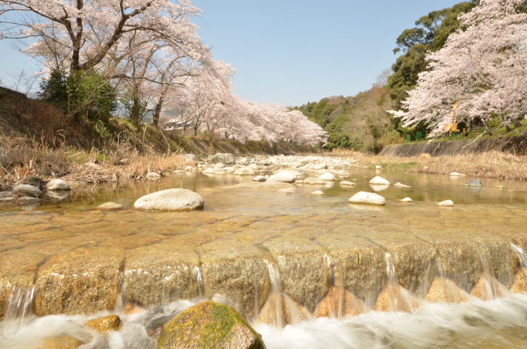 田光 桜4