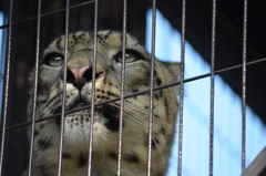 ユキヒョウ 3