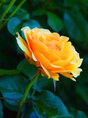 薔薇。