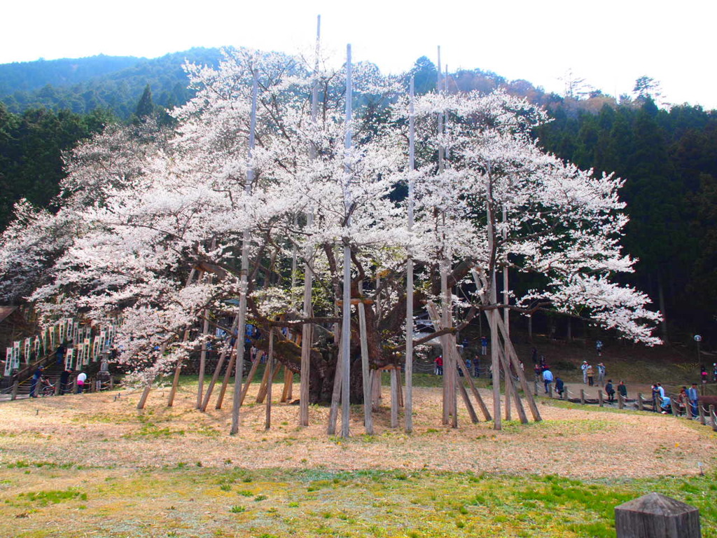 薄墨桜。